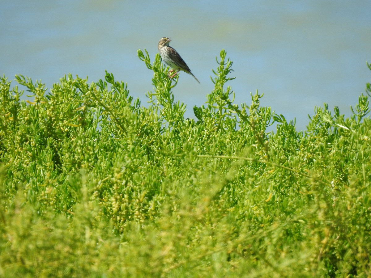 Savannah Sparrow - ML617906128