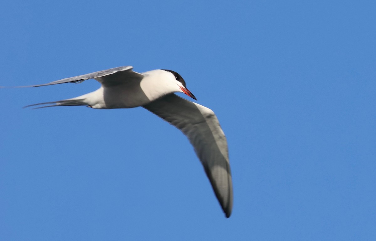 Common Tern - Marcello Gomes