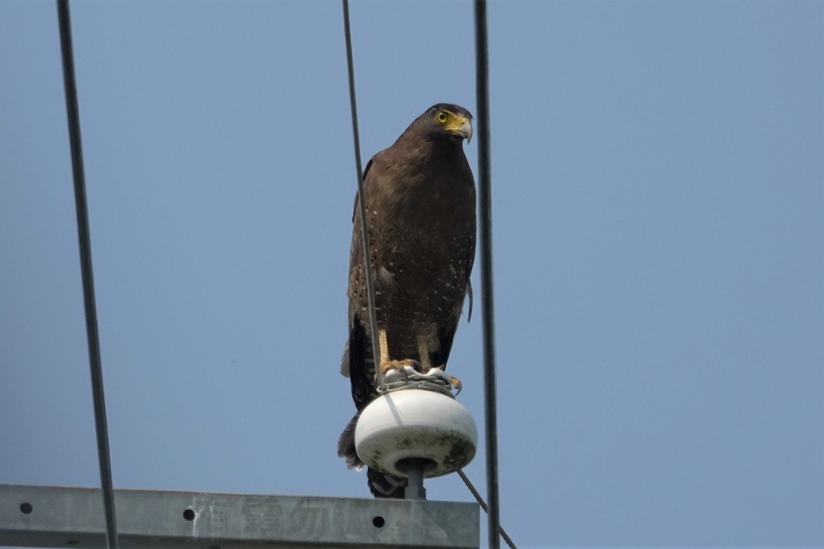 Haubenschlangenadler [cheela-Gruppe] - ML617906169