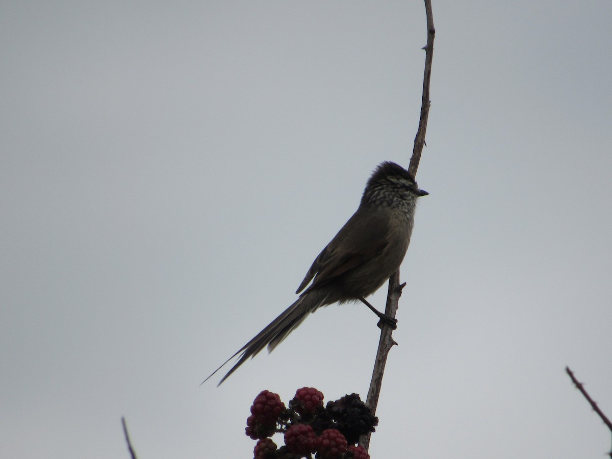 Plain-mantled Tit-Spinetail - ML617906182