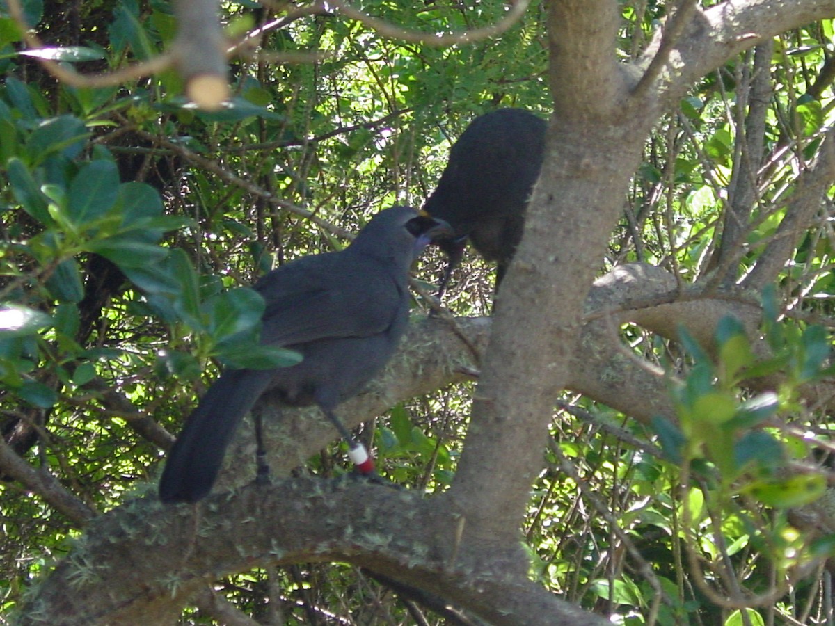 North Island Kokako - ML617906199