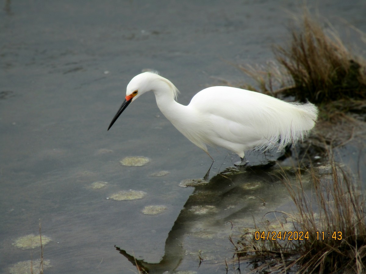 Snowy Egret - ML617906230