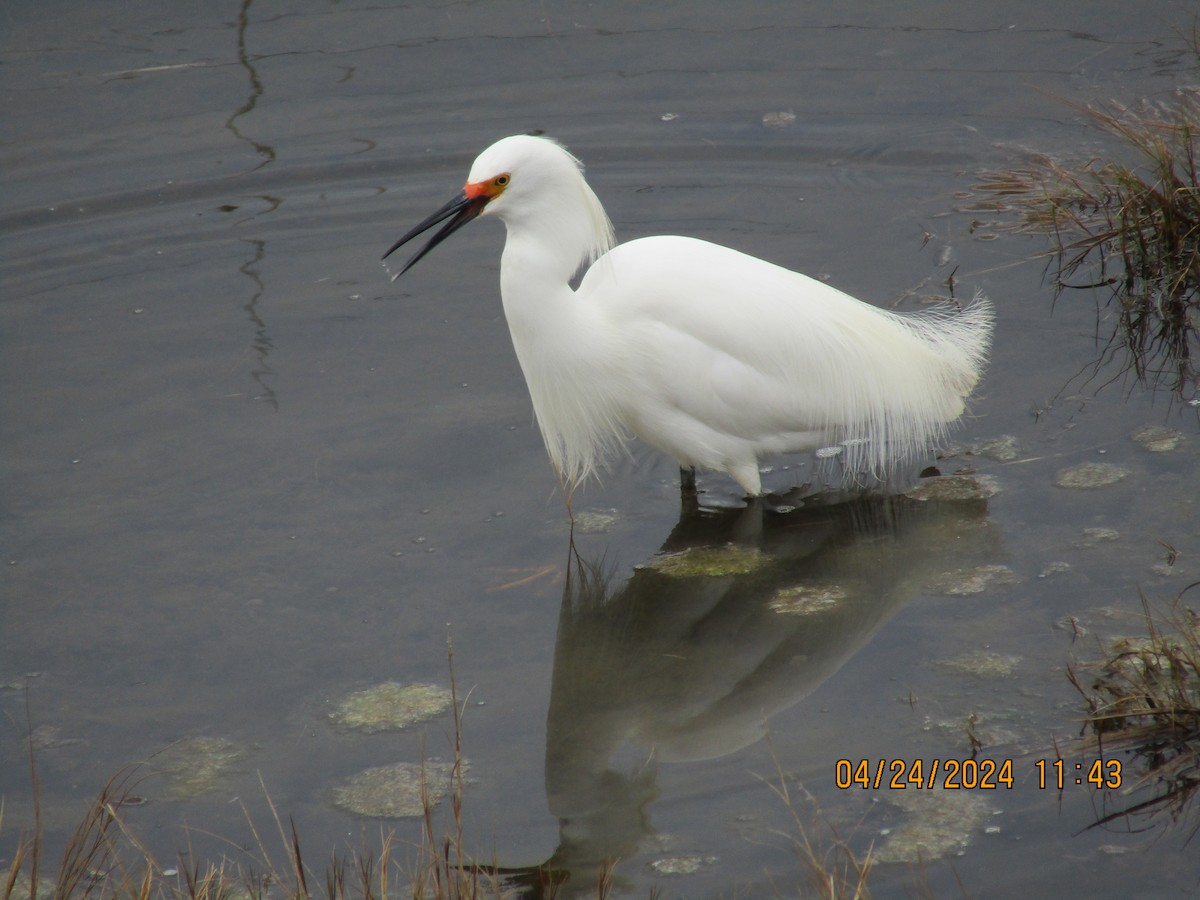 Snowy Egret - ML617906236