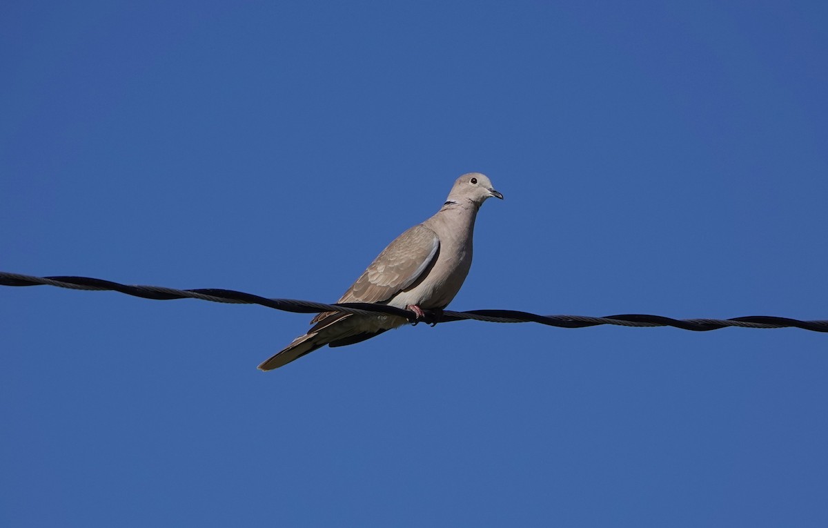 Eurasian Collared-Dove - ML617906320