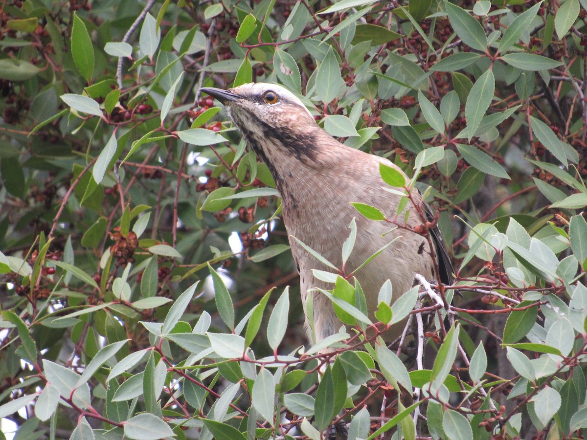 drozdec chilský - ML617906338