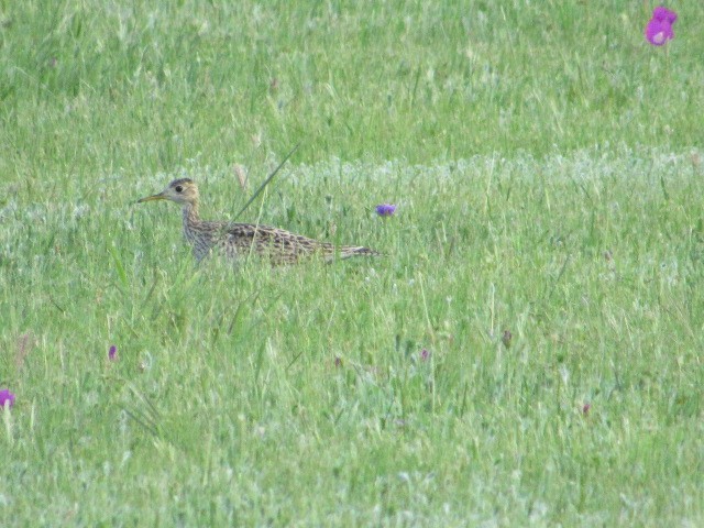 Upland Sandpiper - ML617906353