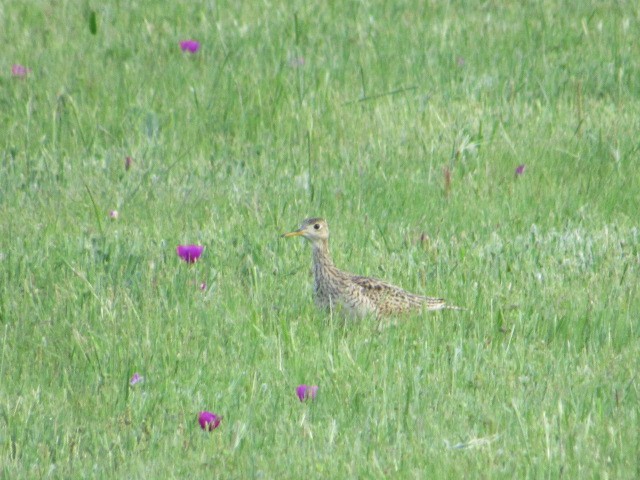 Upland Sandpiper - Corban Hemphill