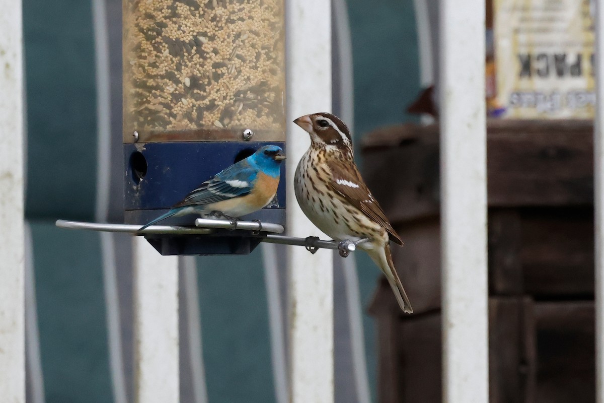 Lazuli Bunting - ML617906358