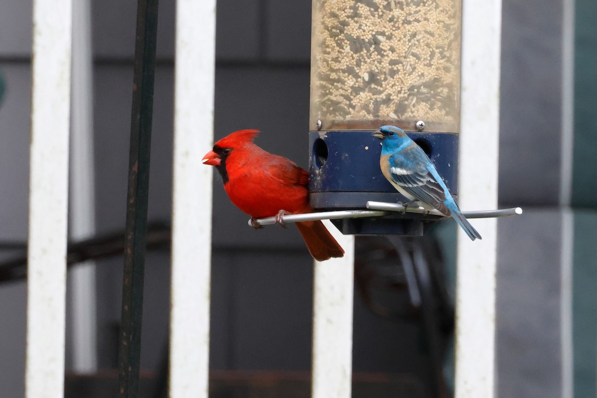 Lazuli Bunting - Brendan Fogarty