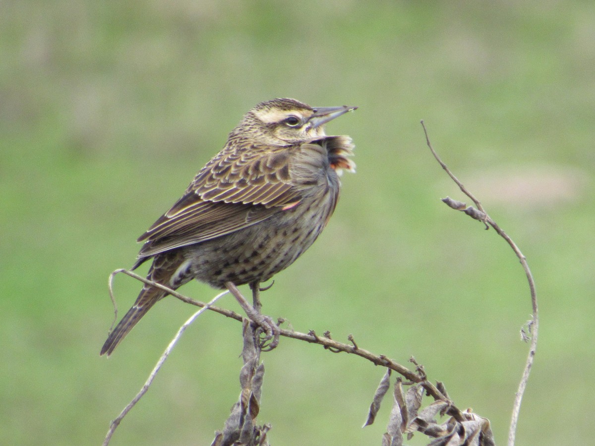 Long-tailed Meadowlark - ML617906365