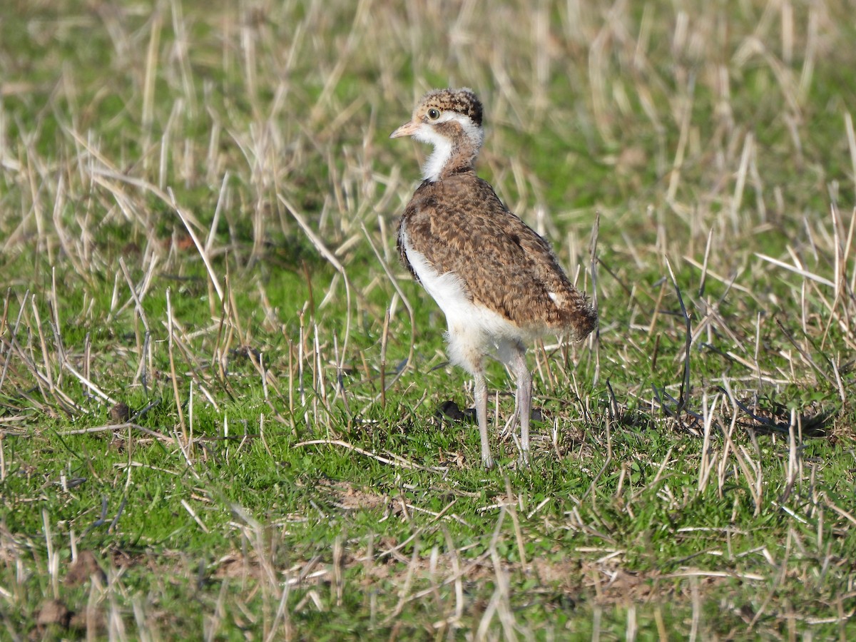 Banded Lapwing - Jeffrey Crawley