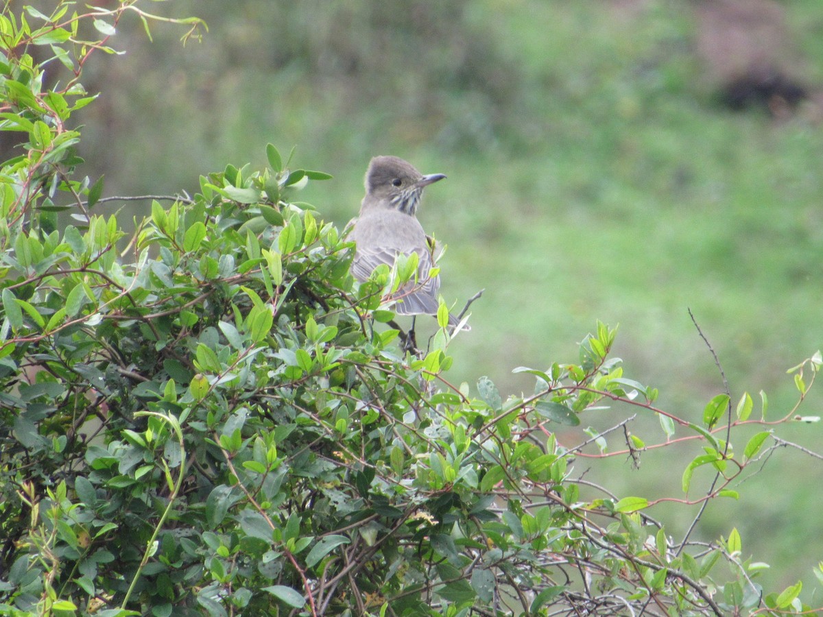 Great Shrike-Tyrant - ML617906395