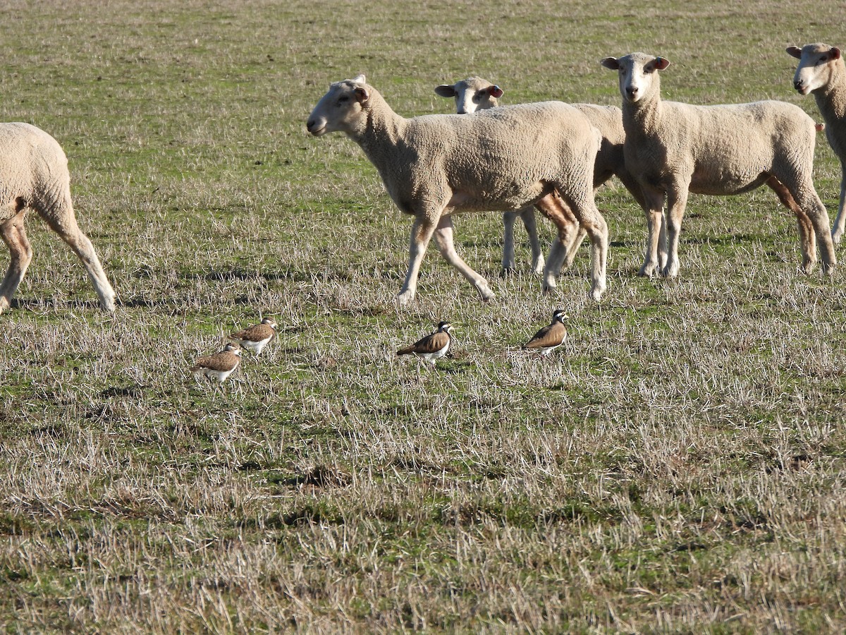 Banded Lapwing - Jeffrey Crawley