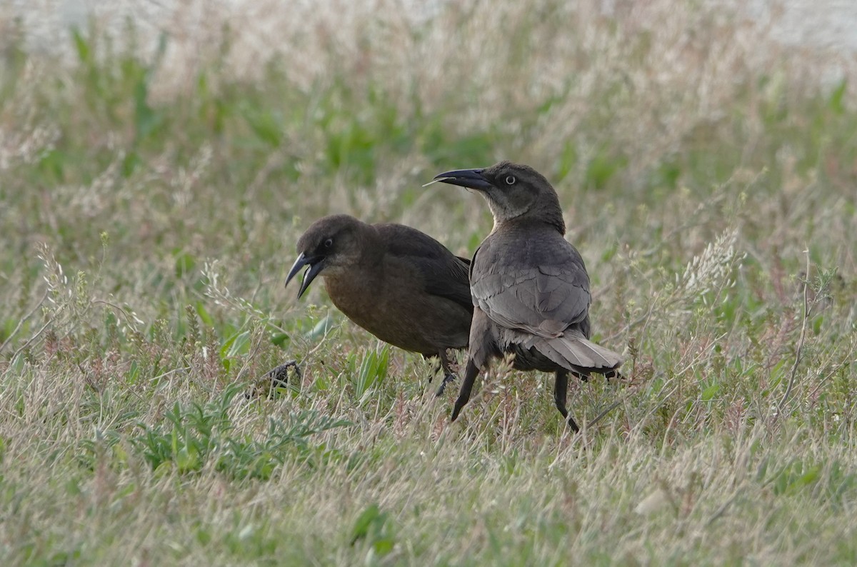 Great-tailed Grackle - ML617906462