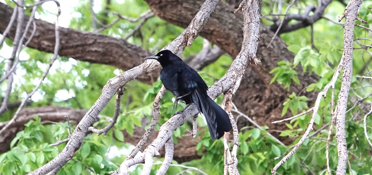 Great-tailed Grackle - ML617906463