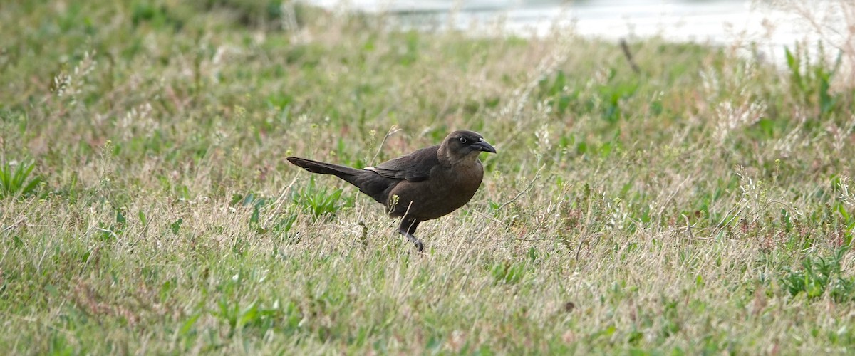 Great-tailed Grackle - ML617906464