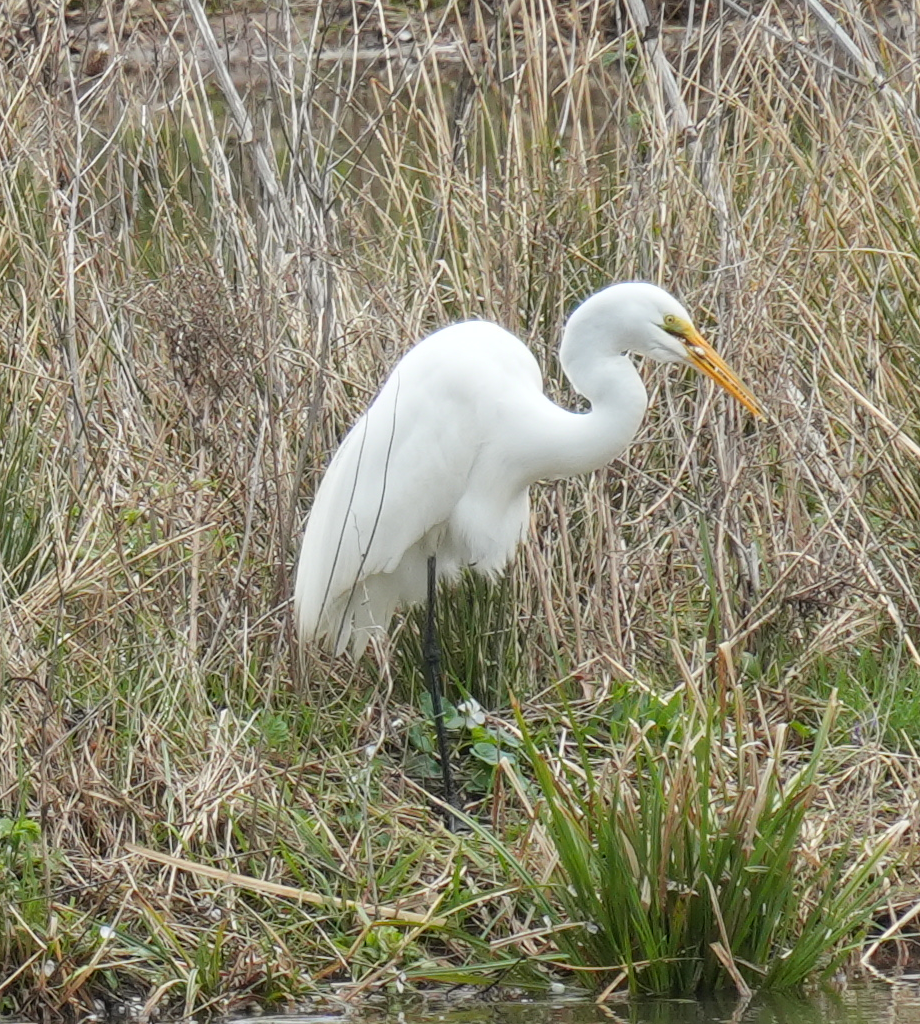 Great Egret - Yizhi Wang