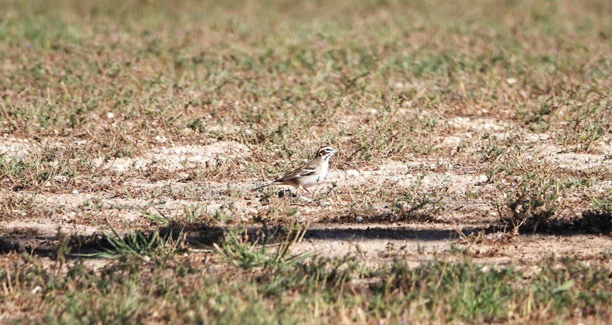 Lark Sparrow - ML617906526