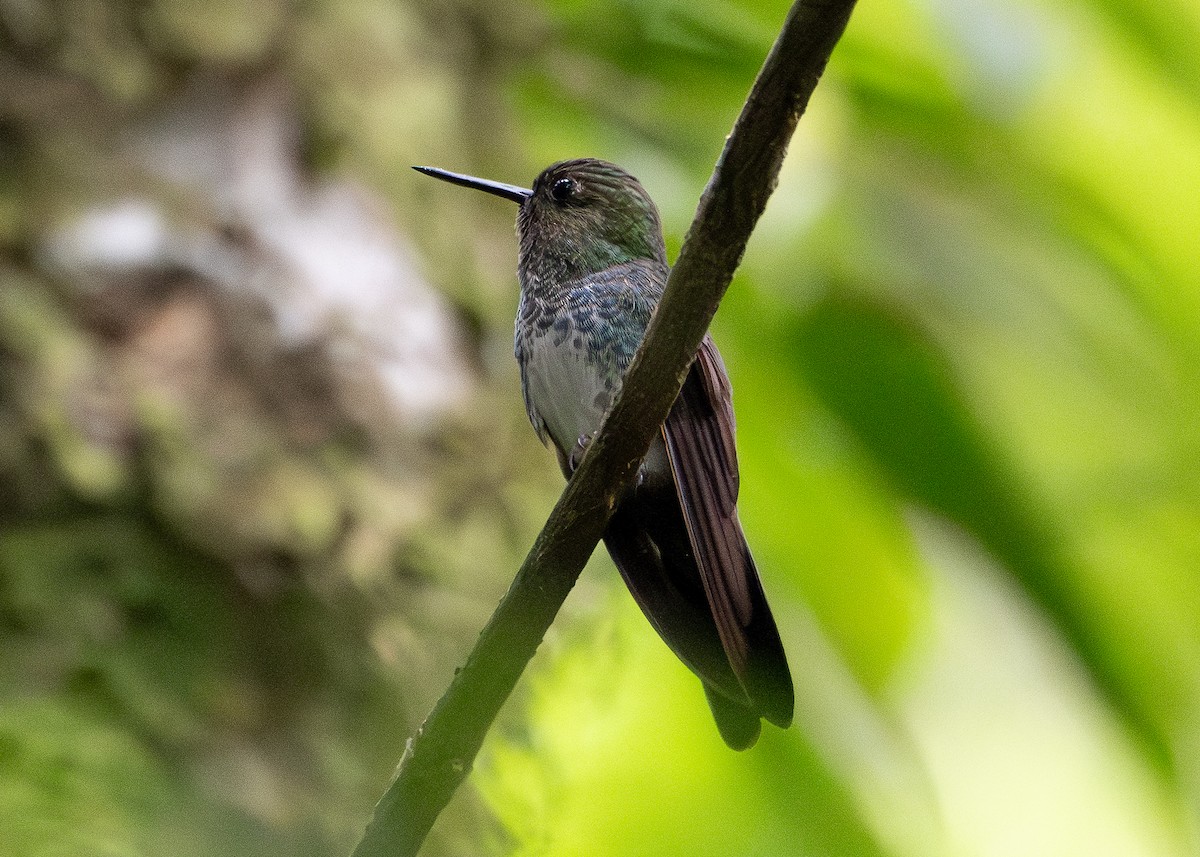 kolibřík zelenkavý - ML617906529