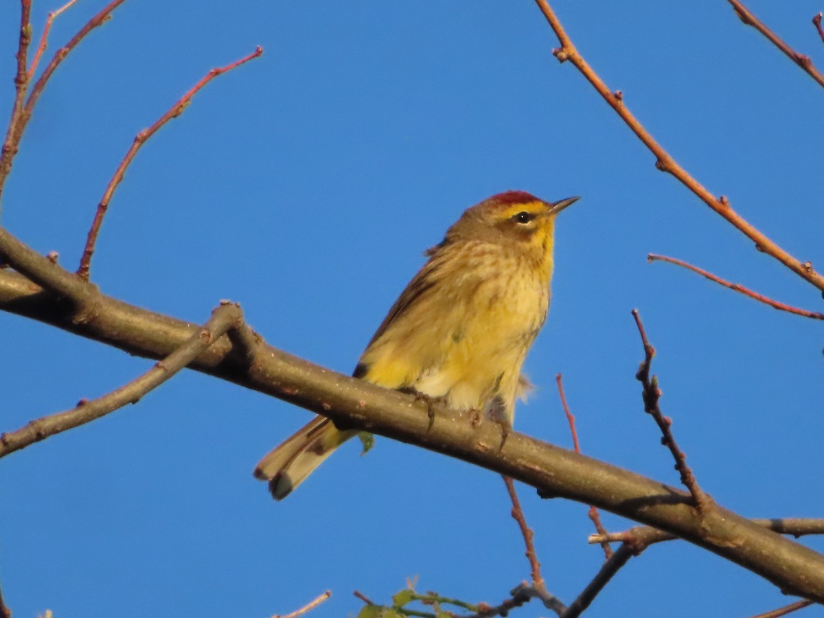 Palm Warbler - Shane Patterson