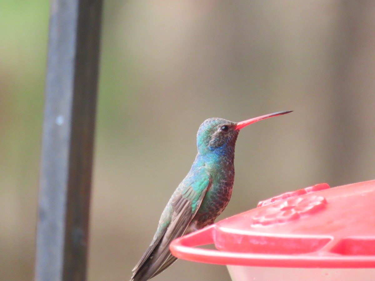kolibřík širokozobý - ML617906551