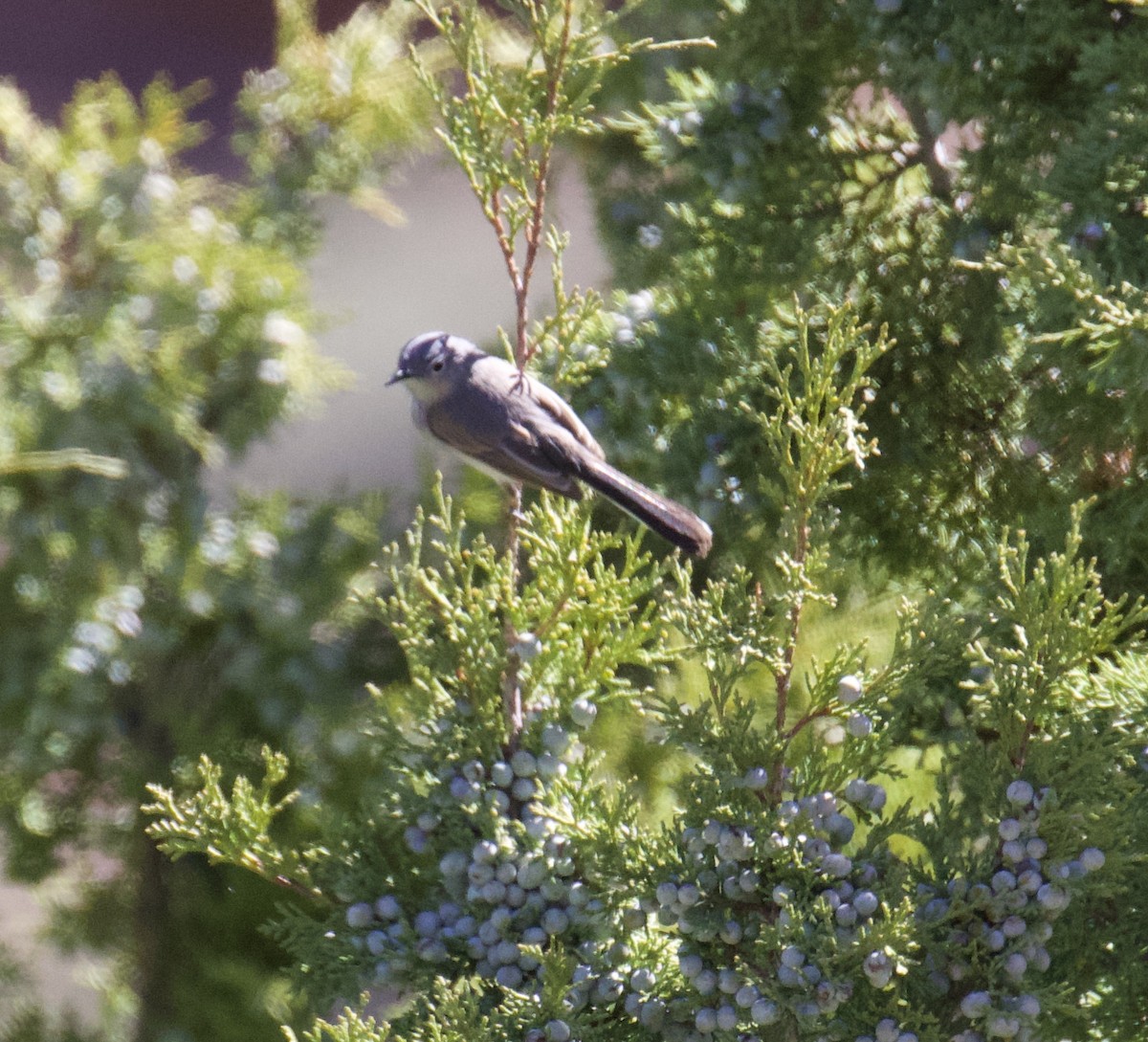 Gray Vireo - ML617906561