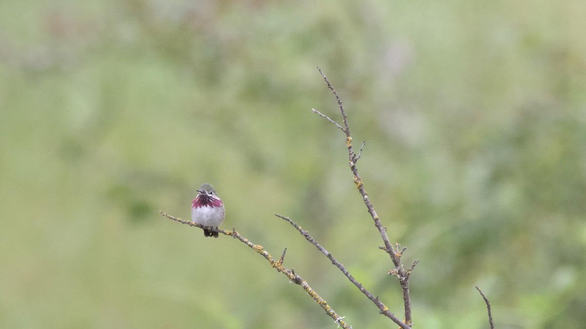 Calliope Hummingbird - Sam Fellows