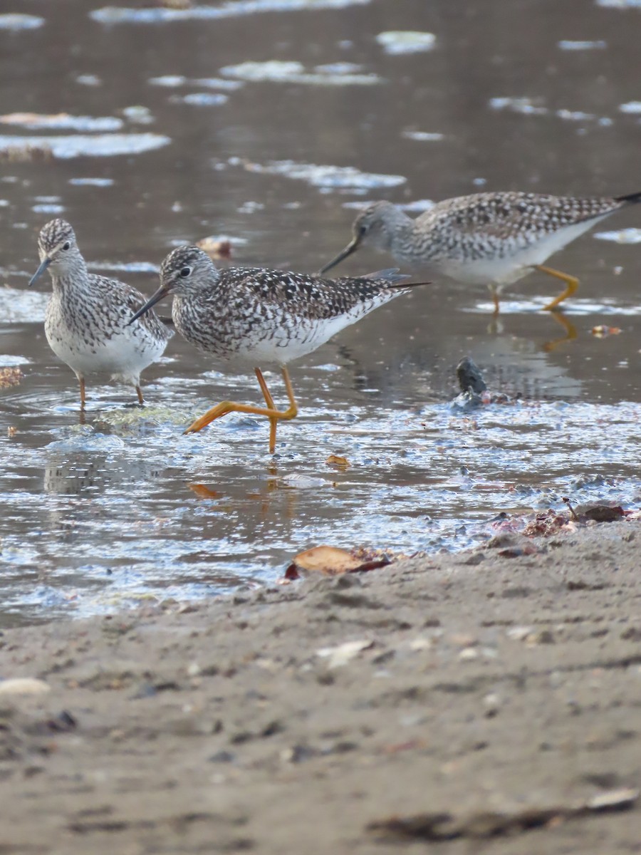 Lesser Yellowlegs - Olivia Wilson