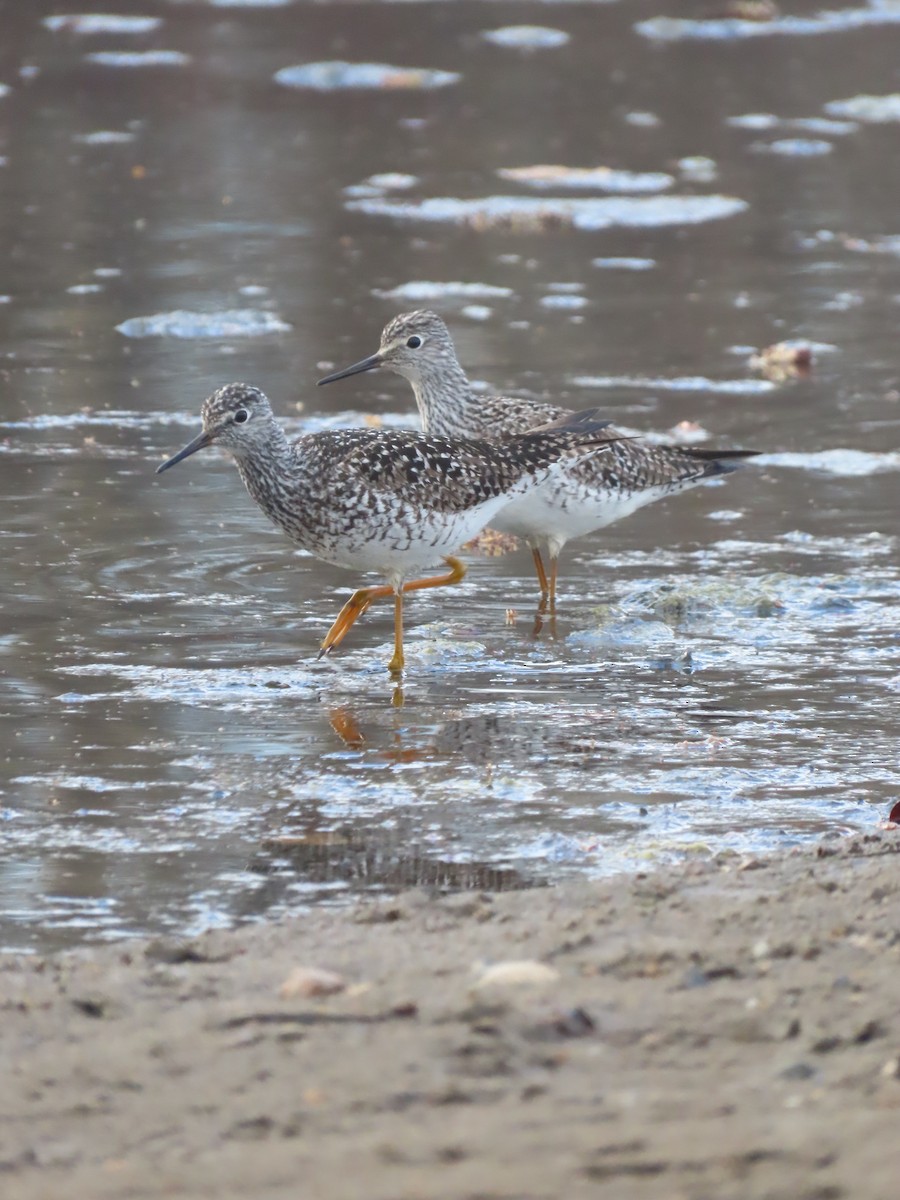 Lesser Yellowlegs - Olivia Wilson