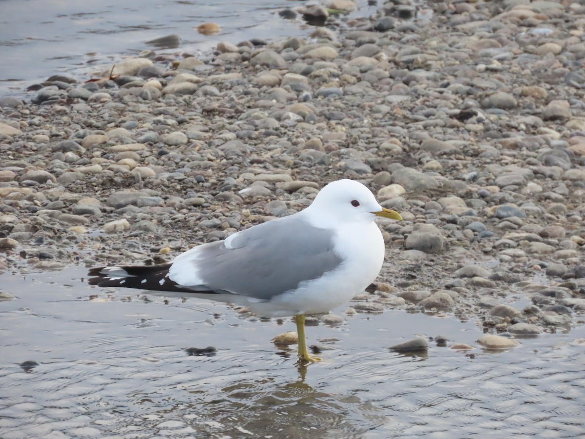 Short-billed Gull - Olivia Wilson