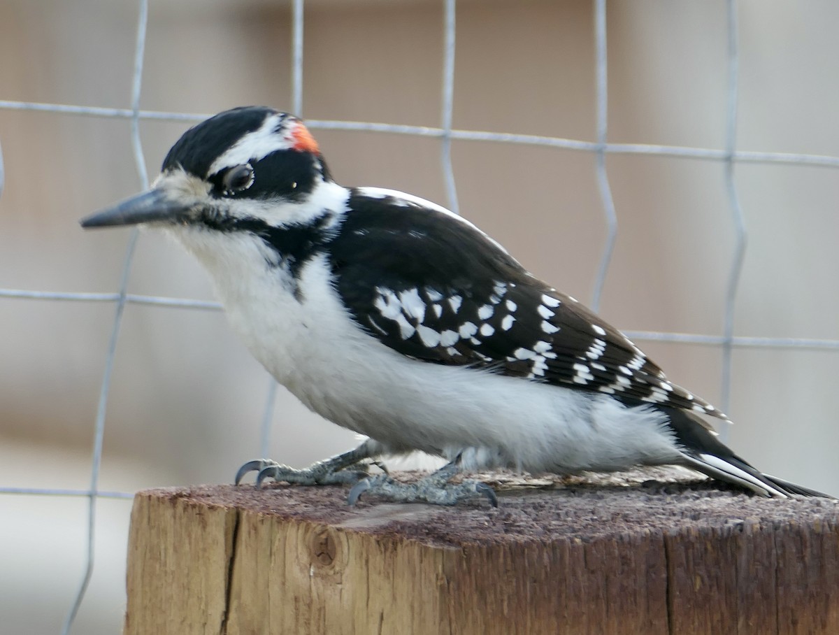 Hairy Woodpecker - Jim St Laurent