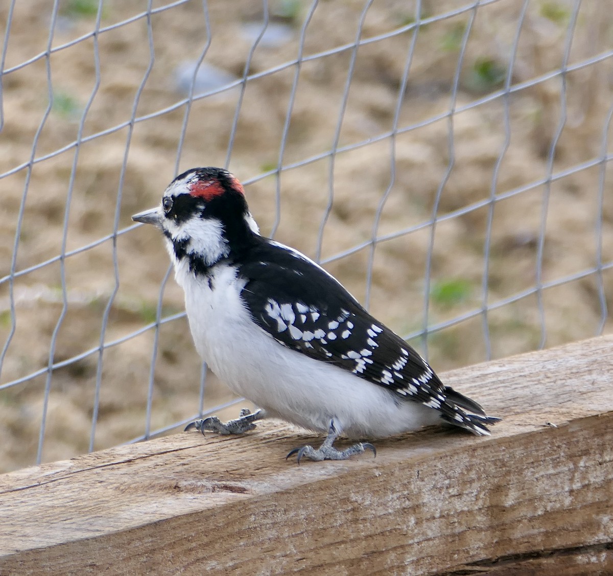 Hairy Woodpecker - Jim St Laurent