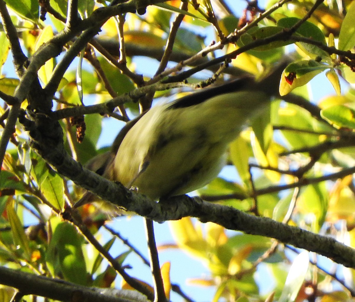 Philadelphia Vireo - Mark Meunier