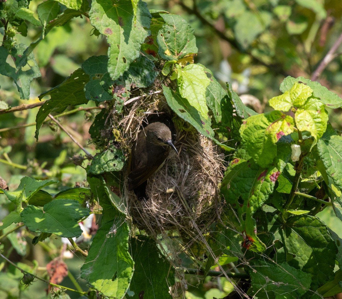 Northern Double-collared Sunbird (Western) - Sam Jones