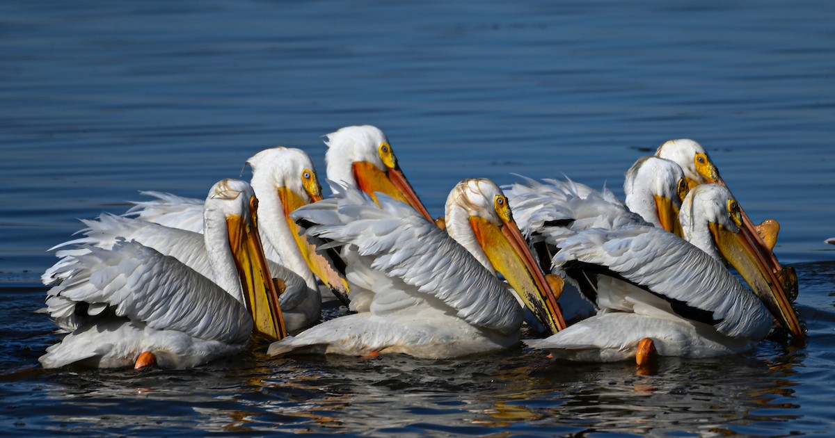 pelikán severoamerický - ML617906680