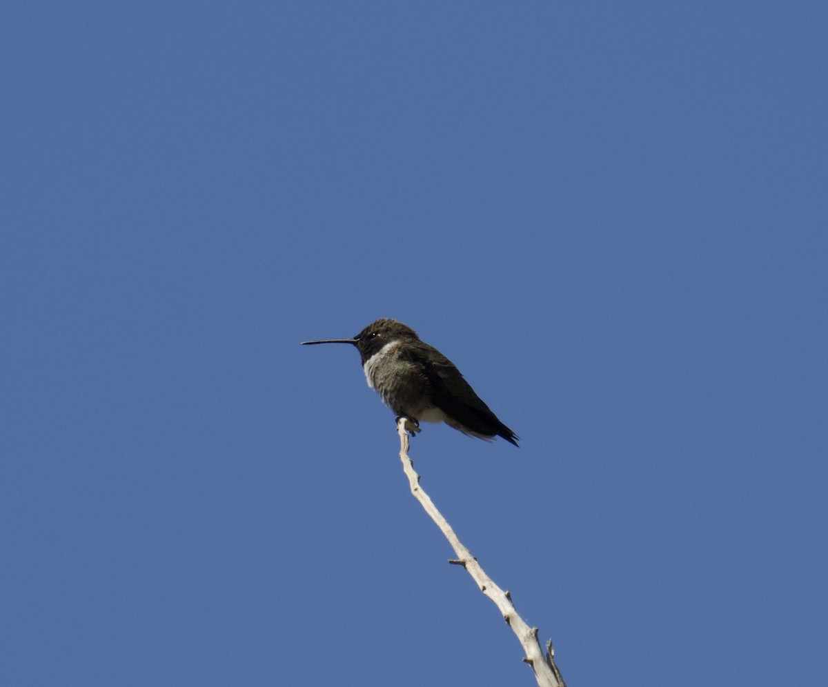 Black-chinned Hummingbird - ML617906700