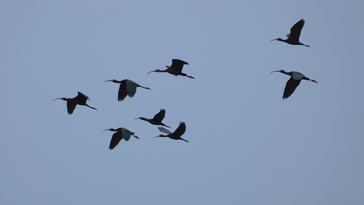 ibis americký - ML617906738