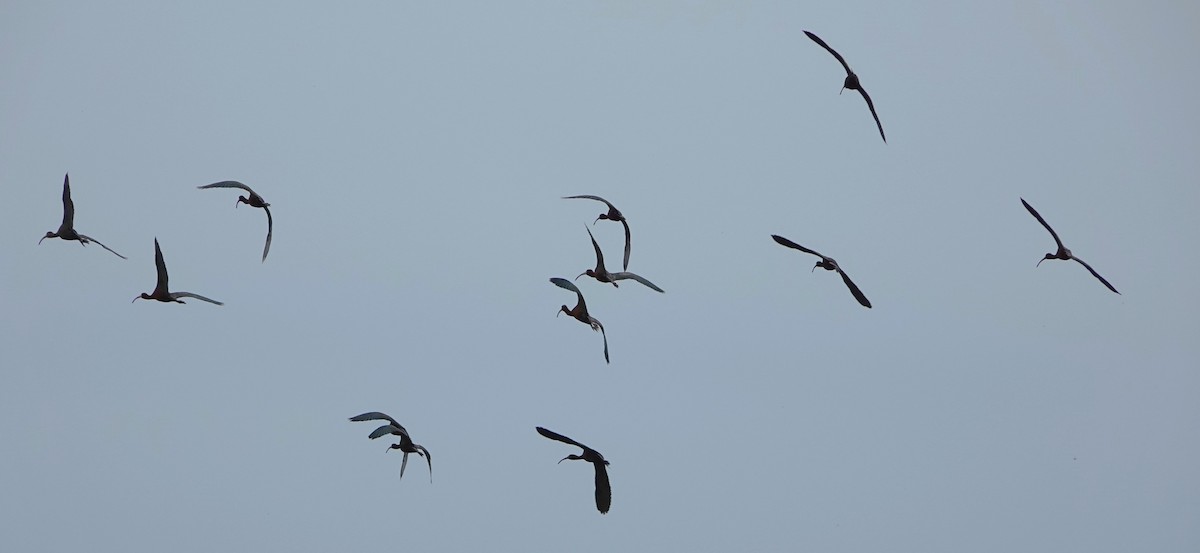 ibis americký - ML617906739
