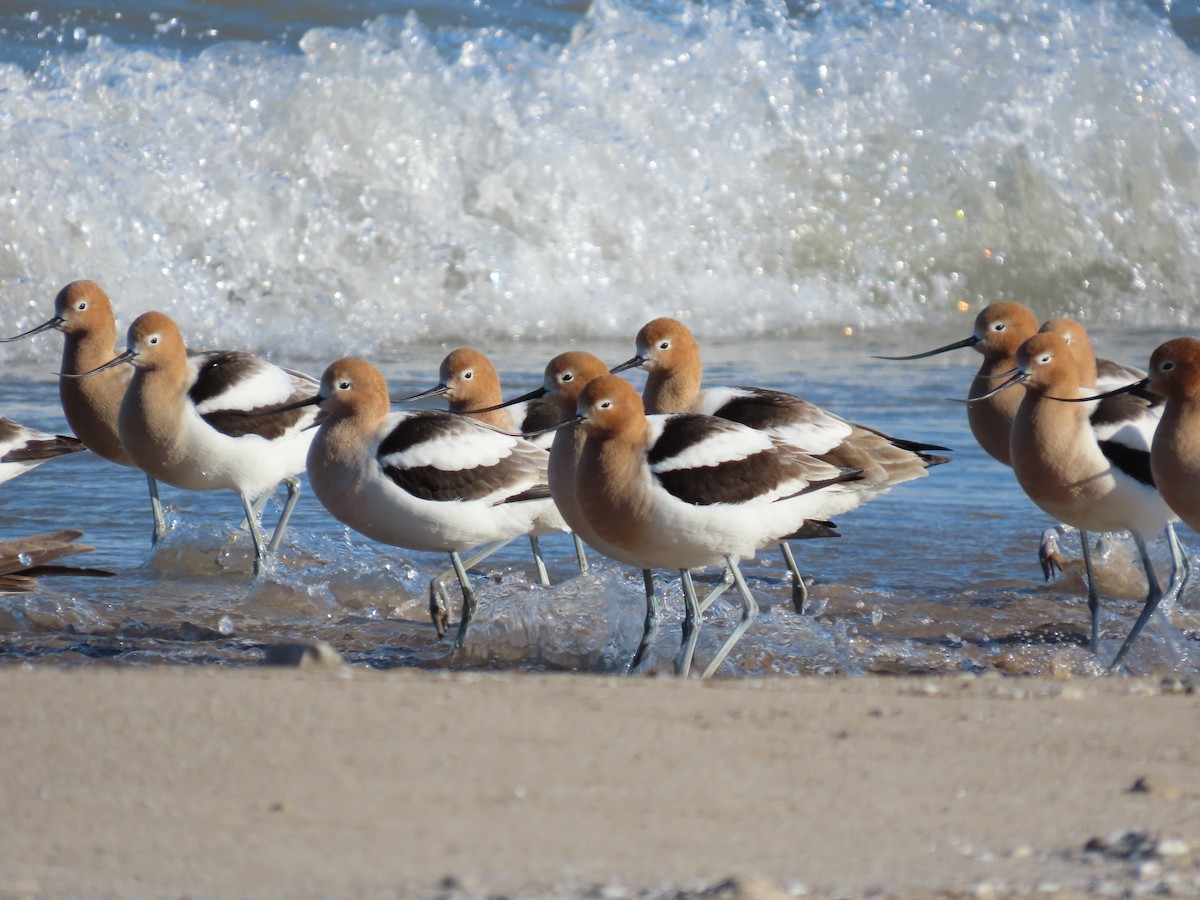 American Avocet - ML617906741