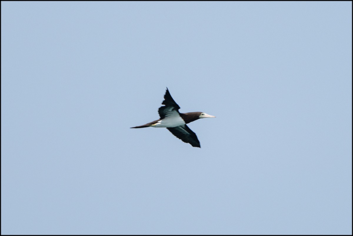 Brown Booby - ML617906756