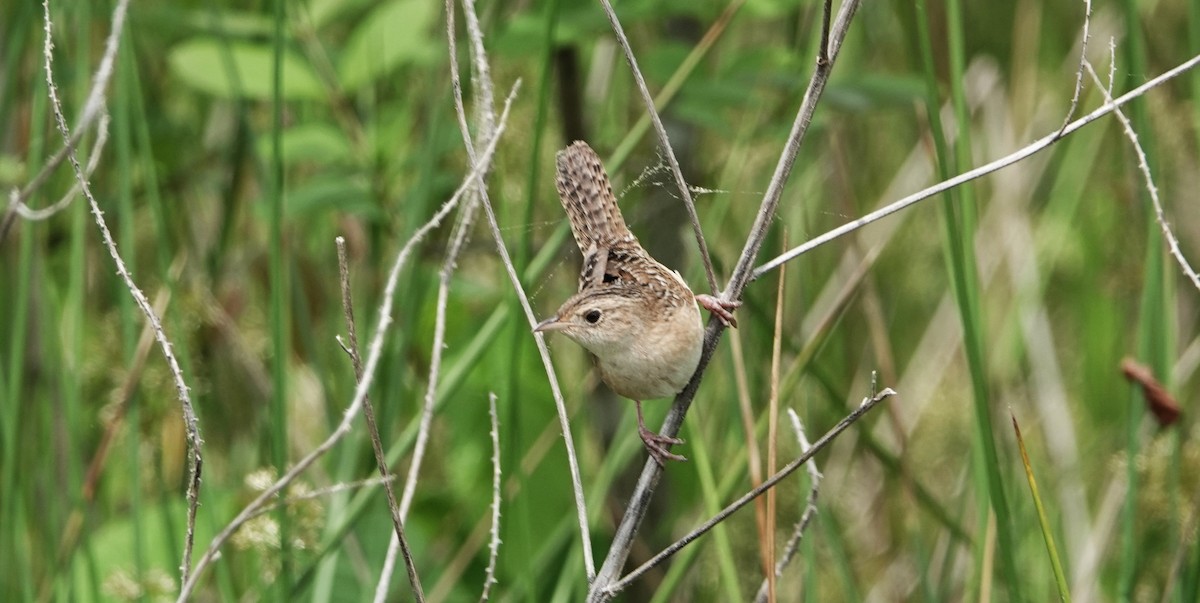 Sedge Wren - ML617906764