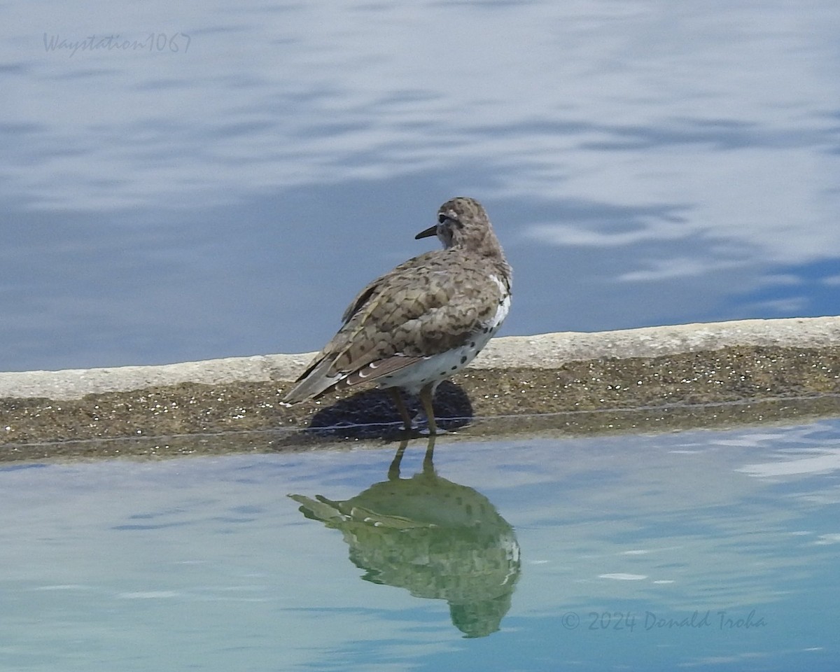 Spotted Sandpiper - ML617906844