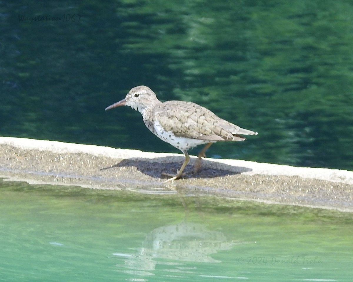 Spotted Sandpiper - ML617906845