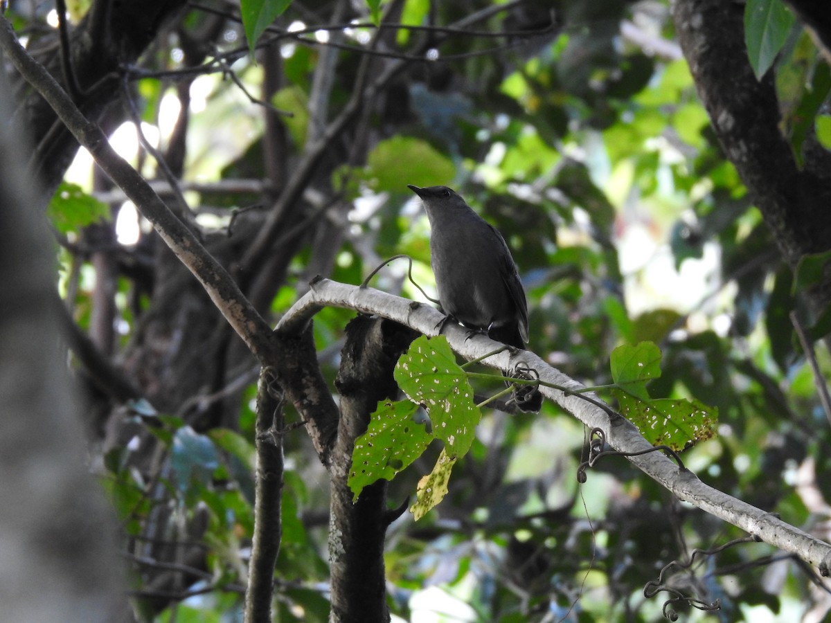 Gray Catbird - ML617906916