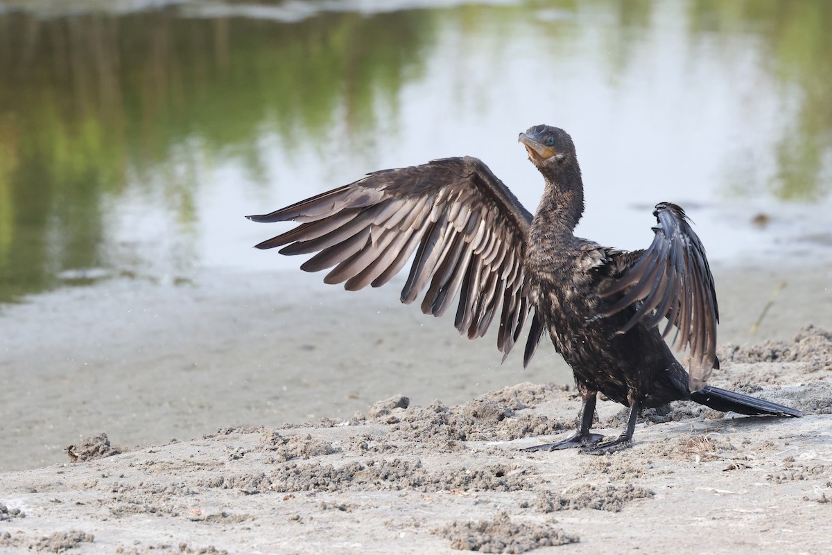 Neotropic Cormorant - ML617906959