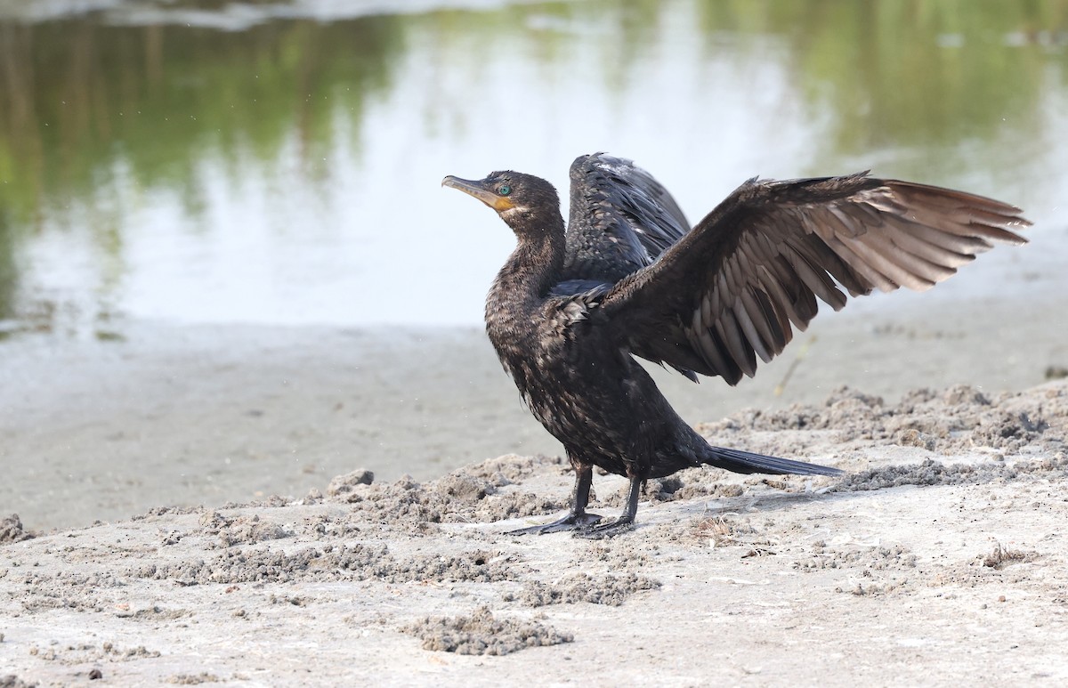 Neotropic Cormorant - ML617906960