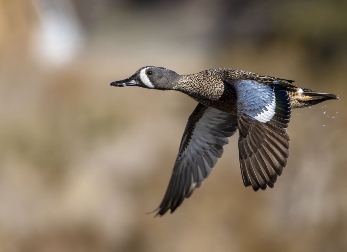 Blue-winged Teal - Braxton Landsman