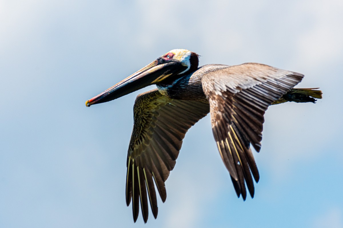 Brown Pelican (Atlantic) - ML617906990