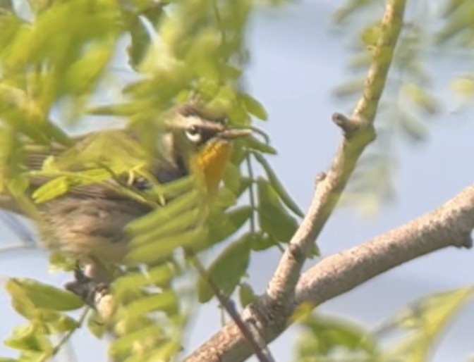 Yellow-throated Warbler - Brad Balliett