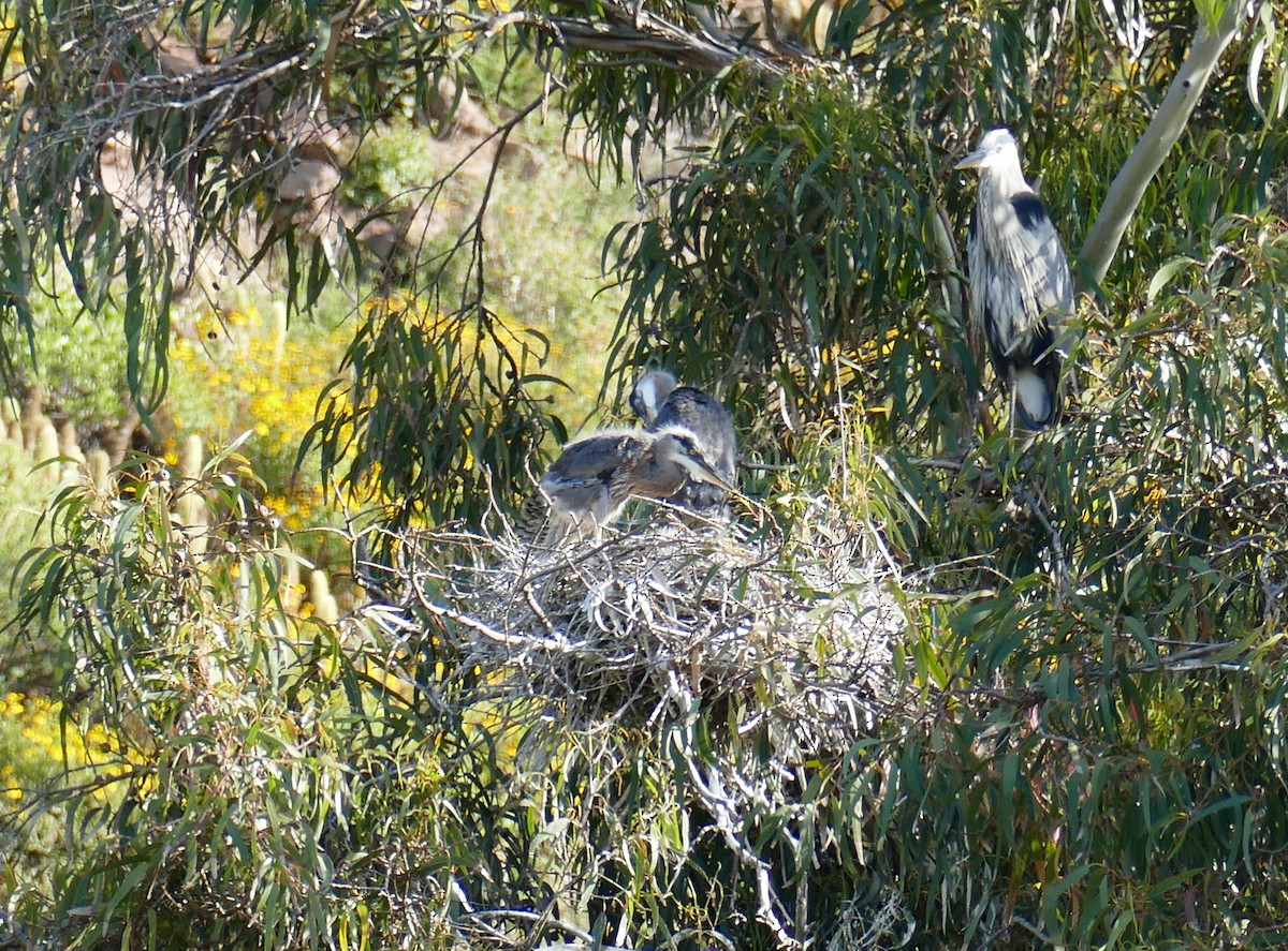 Great Blue Heron - ML617906994